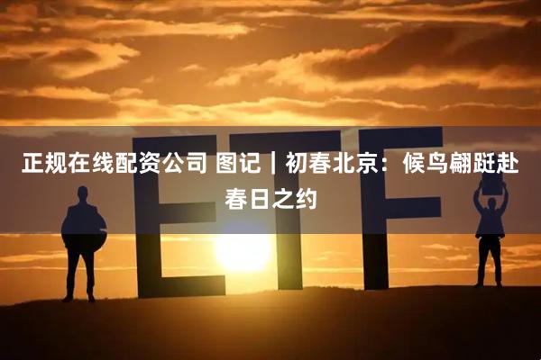 正规在线配资公司 图记｜初春北京：候鸟翩跹赴春日之约