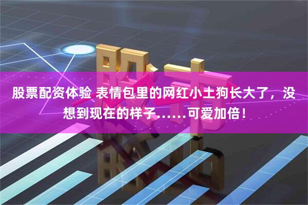 股票配资体验 表情包里的网红小土狗长大了，没想到现在的样子……可爱加倍！